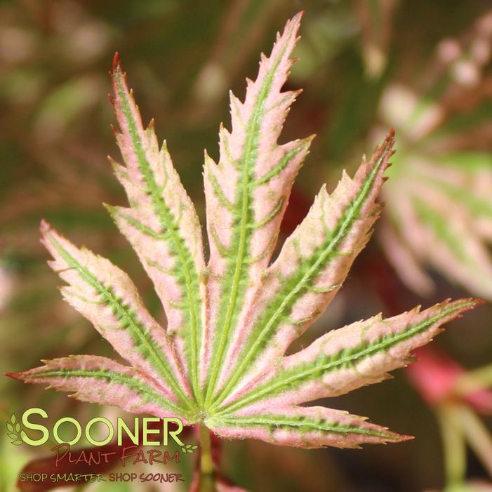 HIGASA YAMA JAPANESE MAPLE