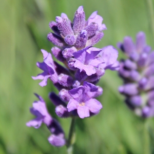 MUNSTEAD LAVENDER