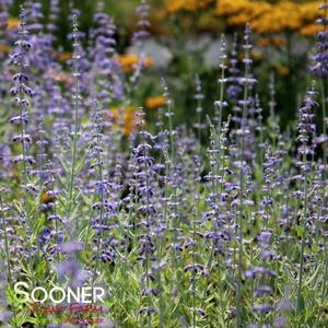 LITTLE SPIRE RUSSIAN SAGE