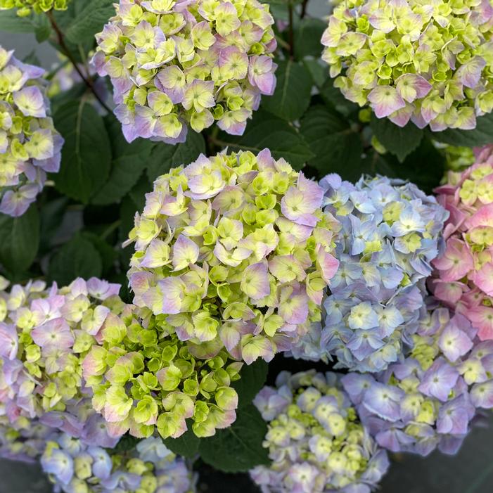 LET'S DANCE SKY VIEW® HYDRANGEA