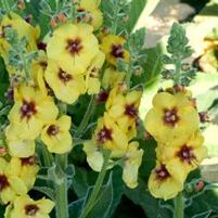 GOLD NUGGET MULLEIN