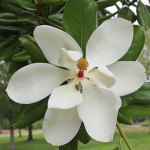 SOUTHERN MAGNOLIA