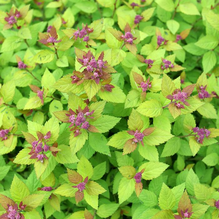 DOUBLE PLAY® DOLLY™ SPIRAEA