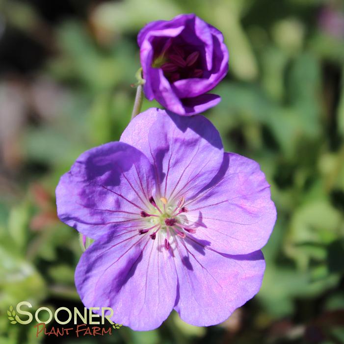 ROZANNE CRANESBILL GERANIUM