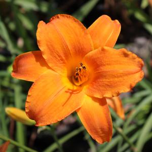 MY REGGAE TIGER DAYLILY