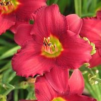 PARDON ME DAYLILY