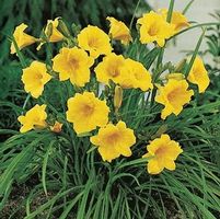 STELLA DE ORO DAYLILY