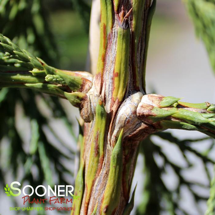 WEEPING GIANT REDWOOD