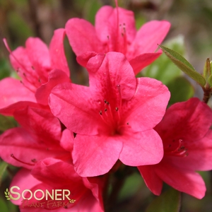 AUTUMN RUBY® ENCORE® AZALEA