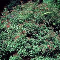 NEON FLASH SPIRAEA