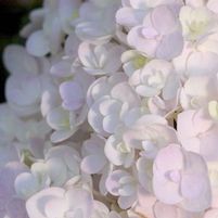 ENDLESS SUMMER® BLUSHING BRIDE® HYDRANGEA