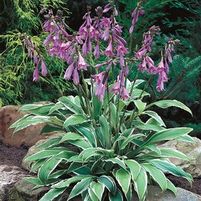 CRAIG GINKGO HOSTA