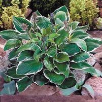 FRANCEE HOSTA