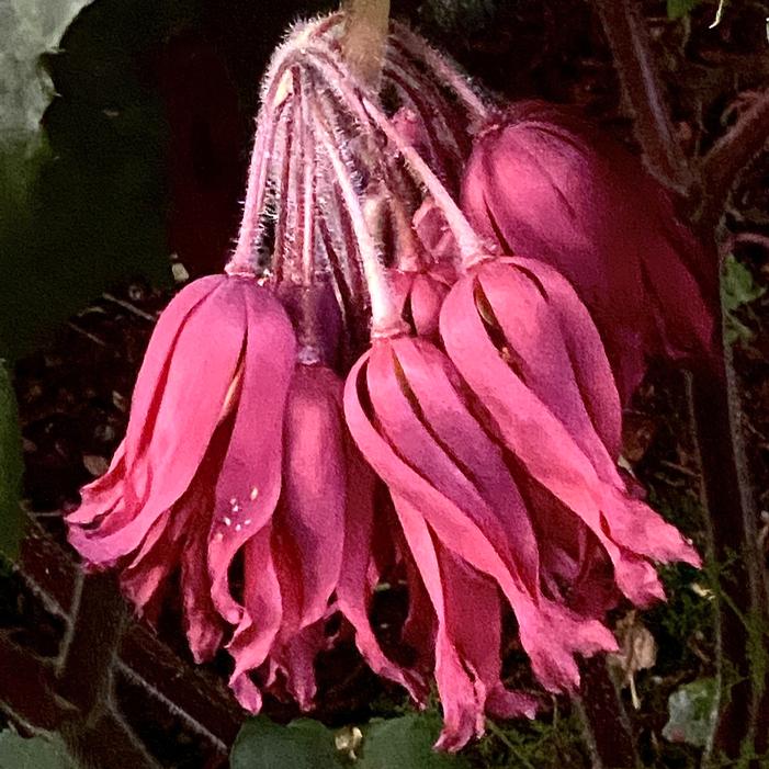 SPOTTY DOTTY MAYAPPLE