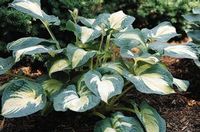 GREAT EXPECTATIONS HOSTA