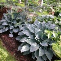 HALCYON HOSTA