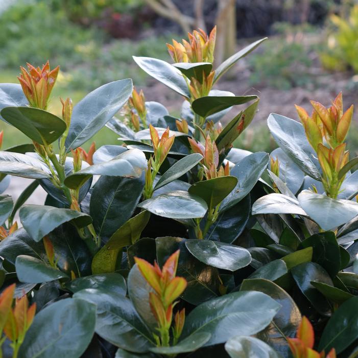 JADE TURTLE™ CHERRY LAUREL