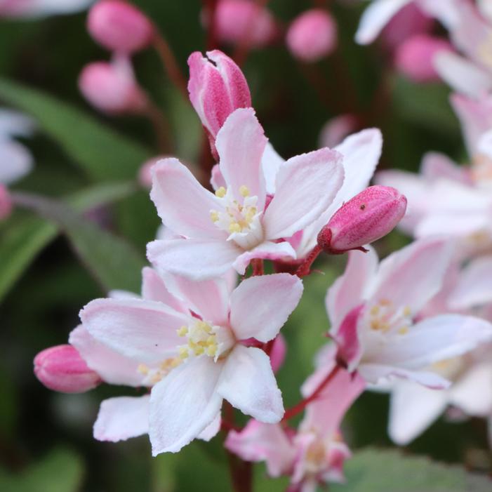 YUKI CHERRY BLOSSOM® 2.0 DEUTZIA