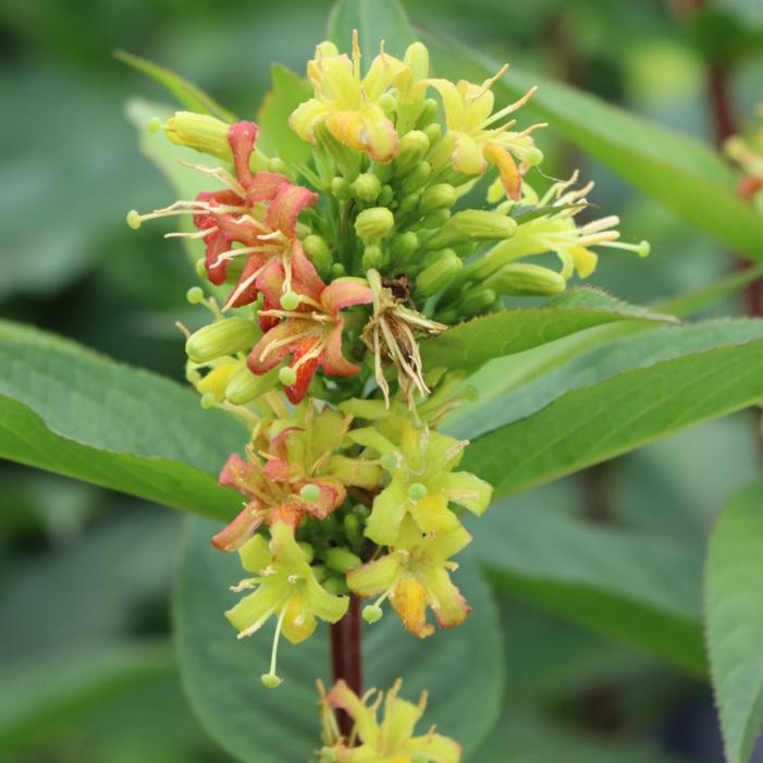 KODIAK® GREEN BUSH HONEYSUCKLE