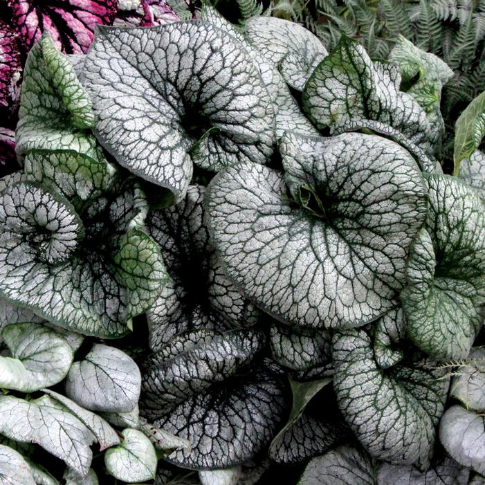 ALEXANDER'S GREAT BRUNNERA