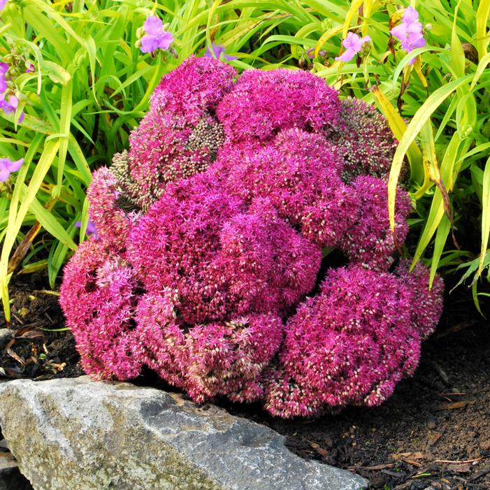 PARTY HARDY™ BIRTHDAY PARTY SEDUM