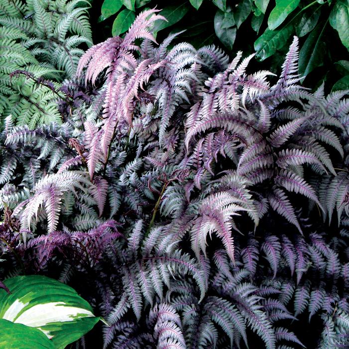 BURGUNDY LACE JAPANESE PAINTED FERN