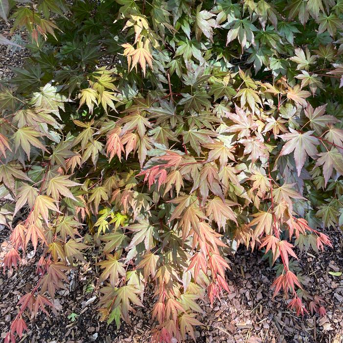 HOT CHANA® JAPANESE MAPLE