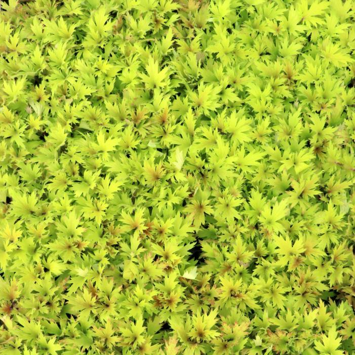 Heuchera villosa 'Heliodor'
