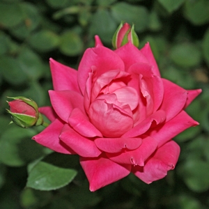 DOUBLE PINK KNOCK OUT® ROSE