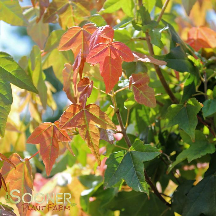 TRIDENT MAPLE