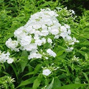 DAVID'S WHITE GARDEN PHLOX