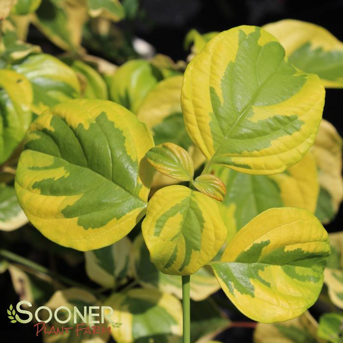 GOLDEN SHADOWS® DOGWOOD