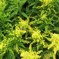 FIREWORKS GOLDENROD