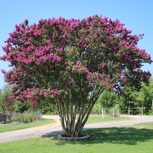 CATAWBA CRAPEMYRTLE