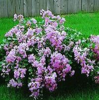 ORCHID CASCADE CRAPEMYRTLE