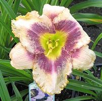 DARING DECEPTION DAYLILY