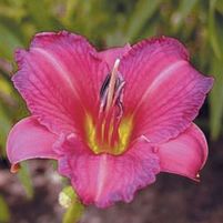 PURPLE DE ORO DAYLILY