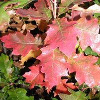 NORTHERN PIN OAK