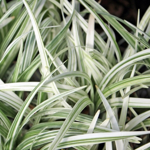 SILVER DRAGON LIRIOPE