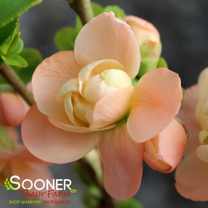 CAMEO FLOWERING QUINCE