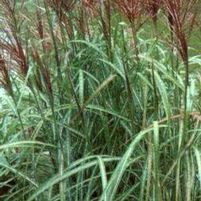 RED SILVER MAIDEN GRASS