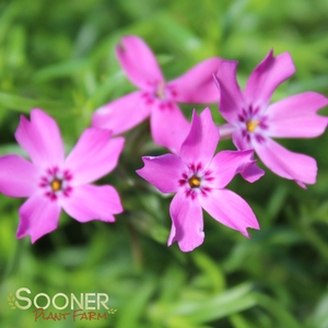 EMERALD PINK CREEPING PHLOX