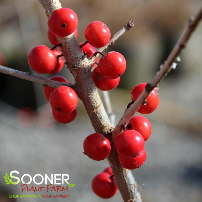 WARREN'S RED POSSUMHAW HOLLY