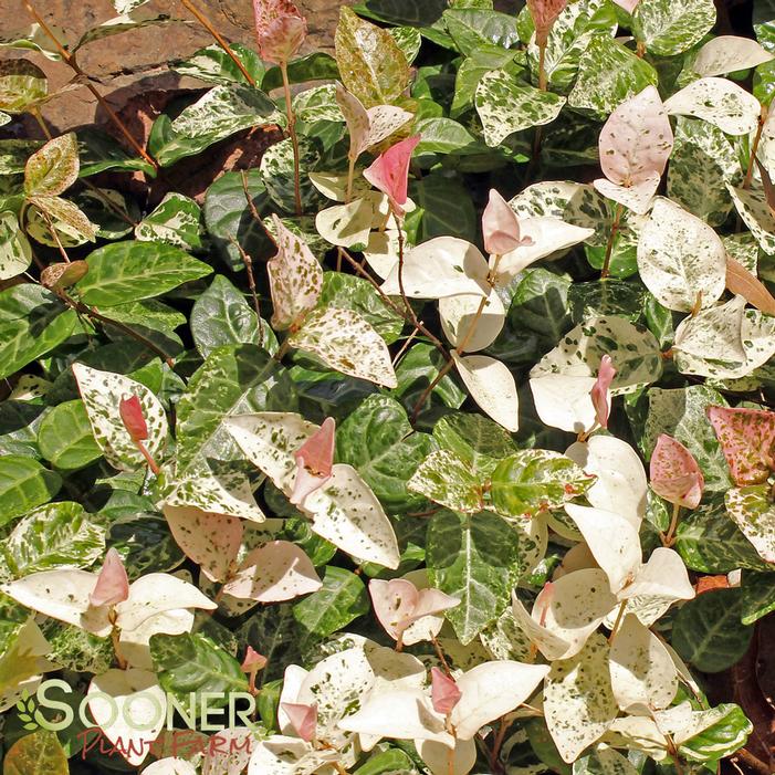 SNOW N SUMMER™ ASIATIC JASMINE