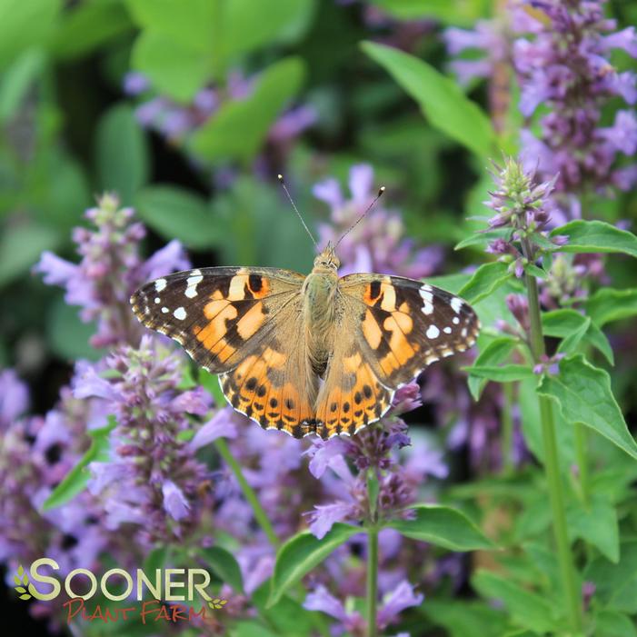 BLUE BOA HYSSOP