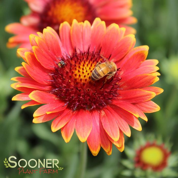 RED SUN BLANKET FLOWER