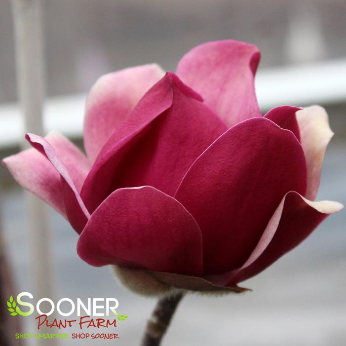 BLACK TULIP® MAGNOLIA