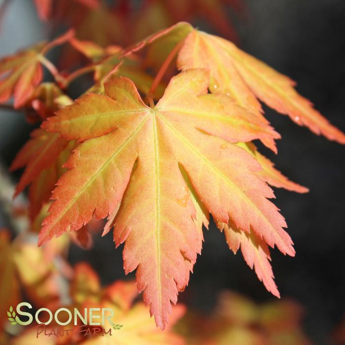 ORANGE DREAM UPRIGHT JAPANESE MAPLE