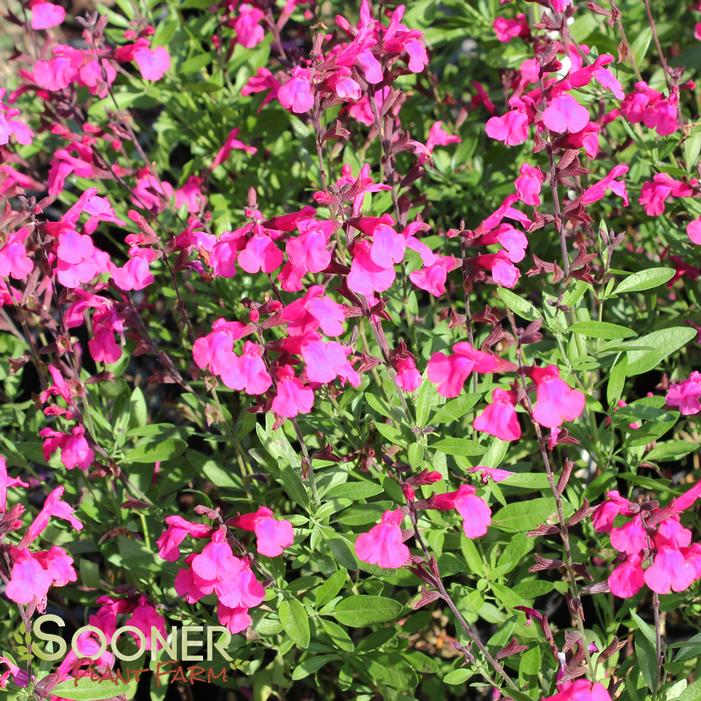 PINK PREFERENCE AUTUMN SAGE