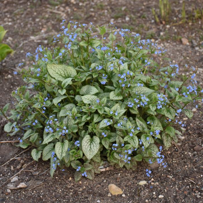 QUEEN OF HEARTS BRUNNERA